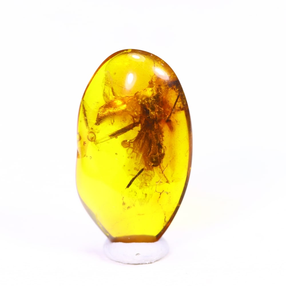 *1.56cts Natural Million Year Old Baltic Insect Amber, 16x9mm , 5C: Ksmith Heritage AuctioneersSubject: Natural Amber Origin: Lithuania Treatment: None