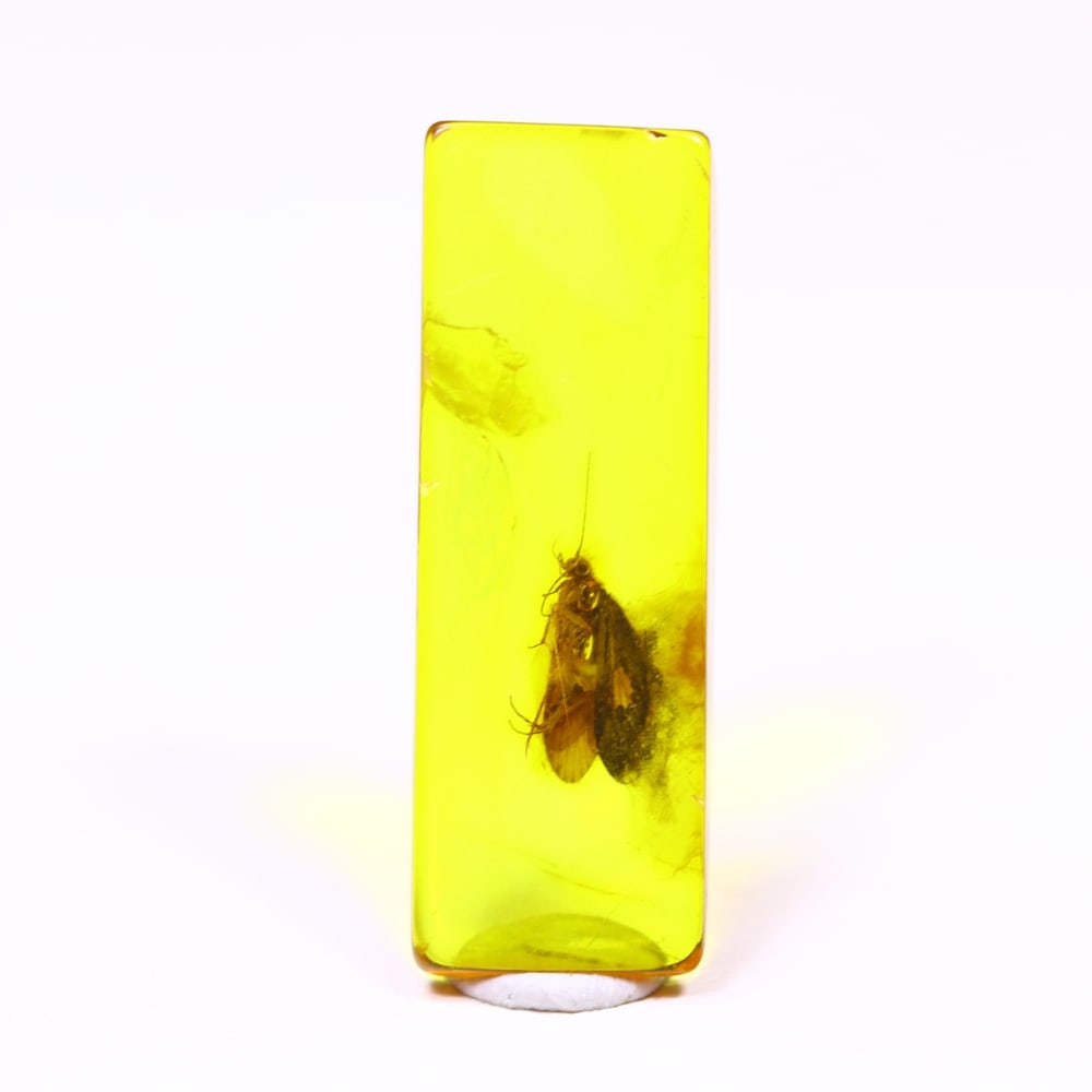 *3.66cts Natural Million Year Old Baltic Insect Amber, 24x8mm , 12C: Ksmith Heritage AuctioneersSubject: Natural Amber Origin: Lithuania Treatment: None