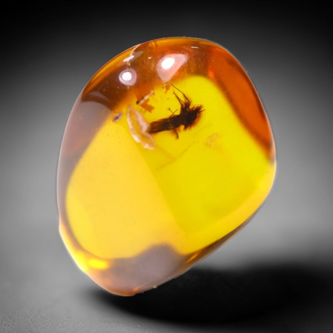 *3.12cts Natural Million Year Old Baltic Insect Amber, 13x9mm , 24C (1 of 2)
