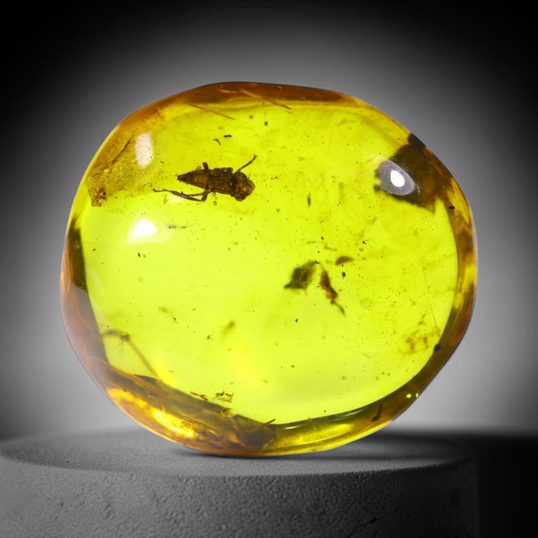 7.76cts Natural Million Year Old Baltic Insect Amber, 18x16mm , 671E (1 of 4)