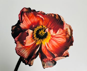 A Photo Print of Flowers by Irving Penn
