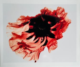 A Photo Print of Flowers by Irving Penn