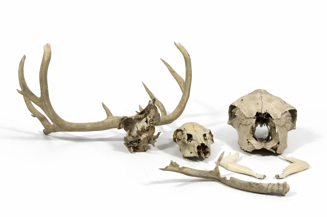 A Group of Animal Bones: Comprising a deer skull with antler, a deer skull, a pair of deer jawbones, and probably a cow skull. The largest measures 26 in. high, 25 in. wide.