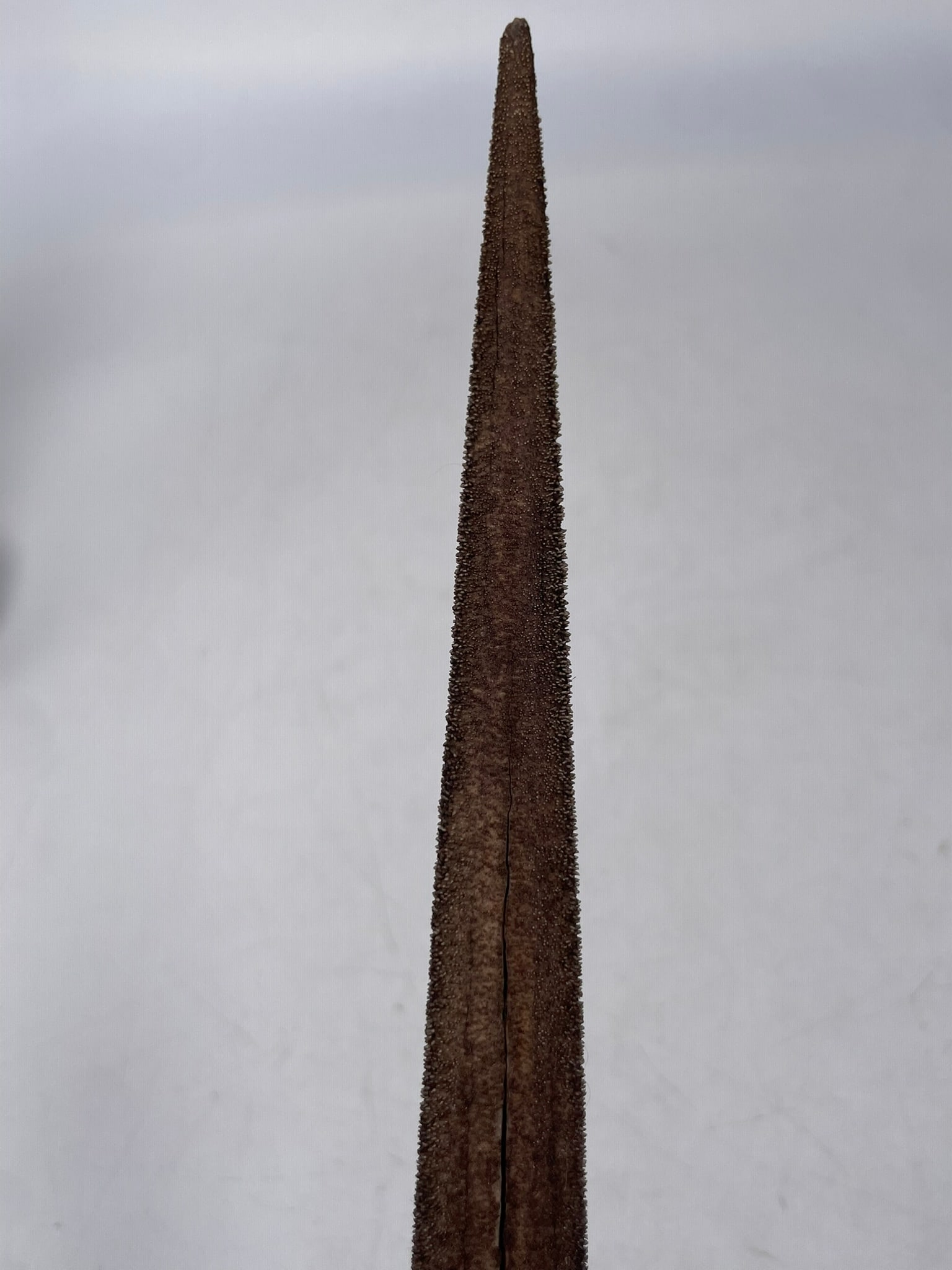 Two Chinese Abacuses and Three Decorative Objects - 4