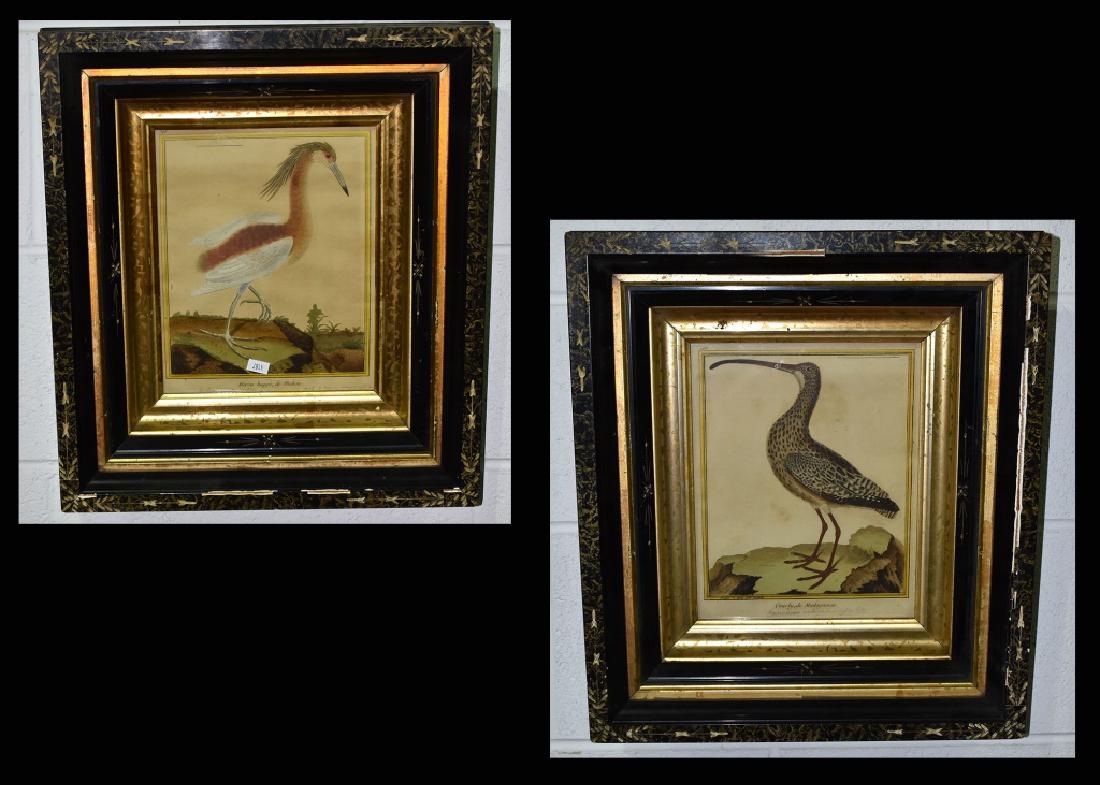 Pair of Bird Prints in Victorian Frames (1 of 7)