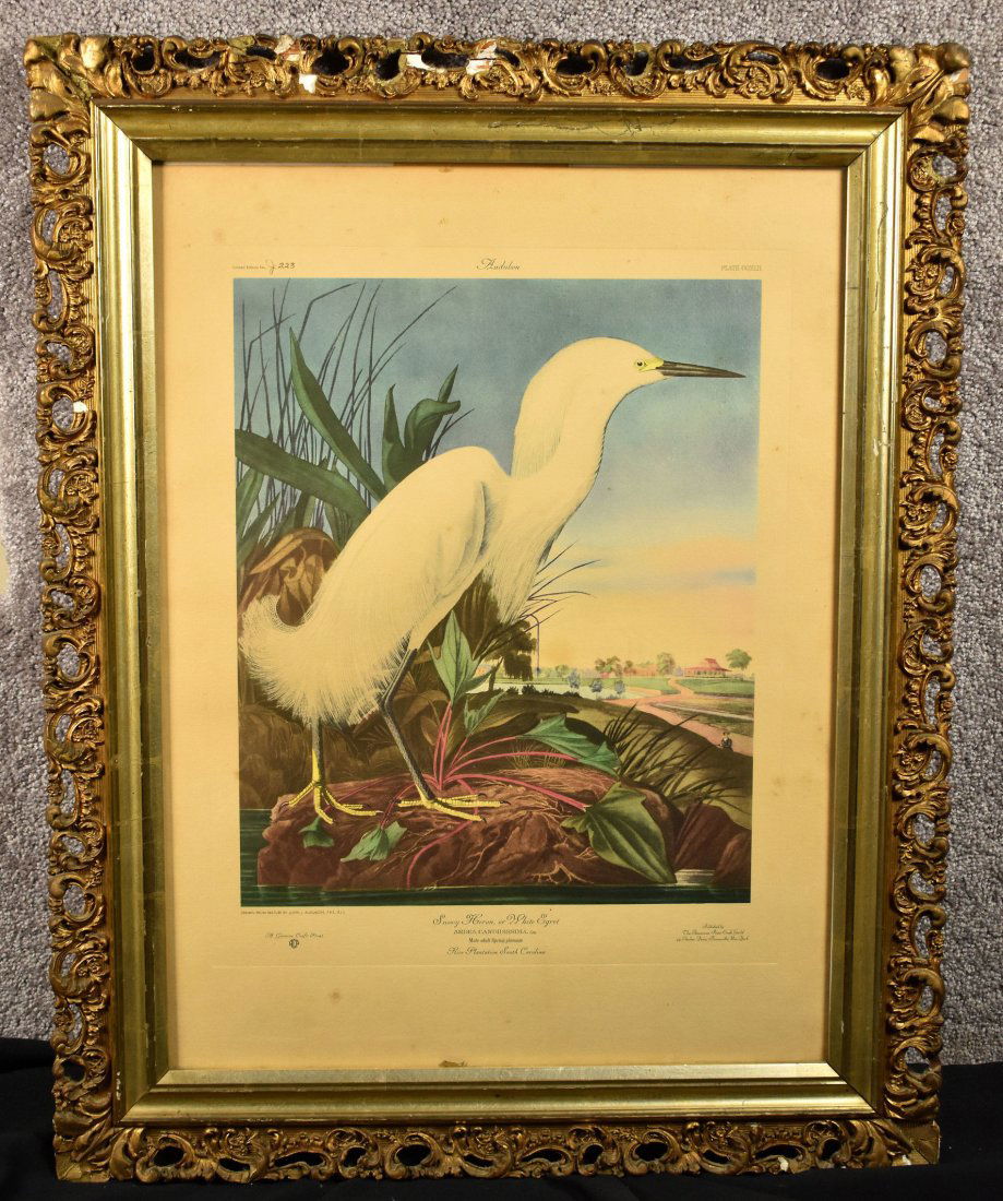 Audubon Print of Heron or White Egret (1 of 4)