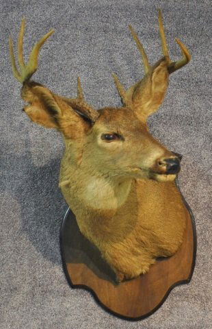 8 Point White Tail Deer Mount: Minor hair loss. Needs cleaning. Approximately 31" H. x 20" W.