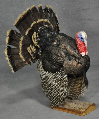 Wild Turkey Full Body Mount: Minor wear, needs cleaning. Approximately 32" H x 25" W. This lot will only be sold to residents of the continental United States. We advise all bidders to research the laws regarding the ownership of