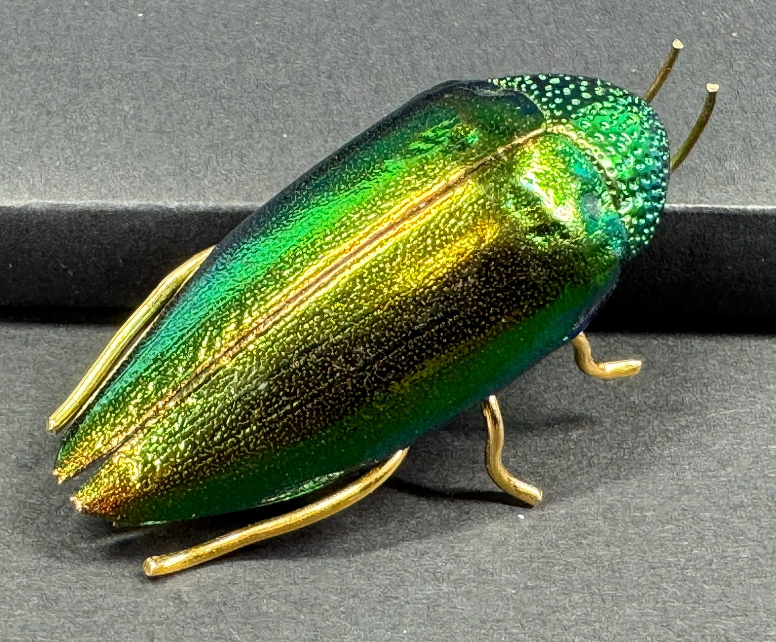 Real Sternocera Aequisignata iridescent beetle scarab goldtone metal base pin brooch: Real Sternocera Aequisignata iridescent beetle scarab, expertly preserved and mounted on a goldtone metal base pin brooch. Unmarked For measures please refer to the pictures taken with a measuring tap
