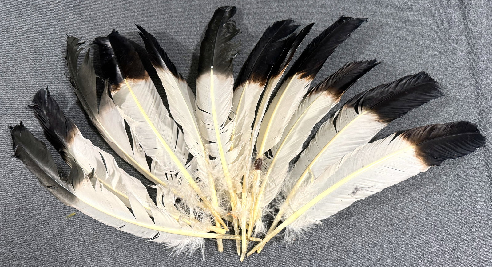 Vintage / Antique millinery assorted creamy with dark brown to black tip feathers: Vintage / Antique millinery assorted creamy with dark brown to black tip feathers For measures please refer to the pictures taken with a measuring tape. This is a NO RESERVE AUCTION: there are no hidd