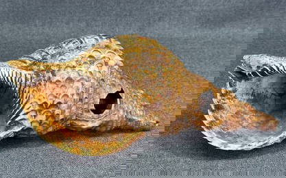 Antique Marquesas Islands Shell Trumpet “ Putona”