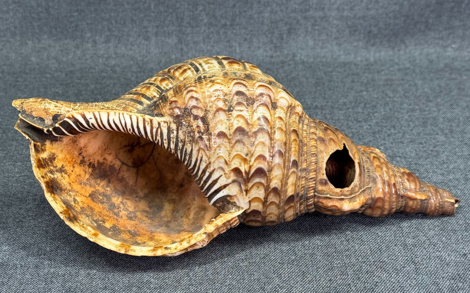 Antique Marquesas Islands Shell Trumpet “ Putona (1 of 11)