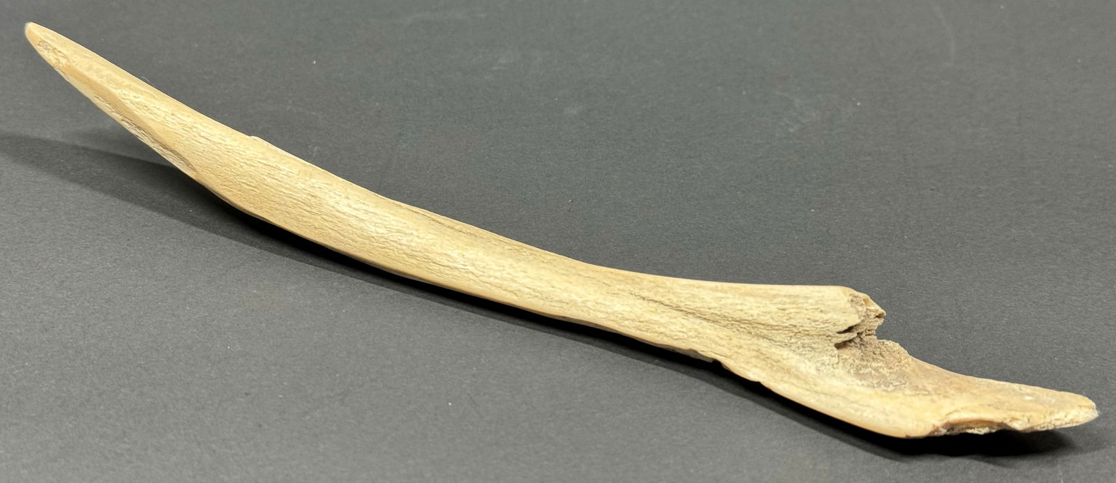 South American Patagonia or Tierra del Fuego Argentina Bone Point. (1 of 9)