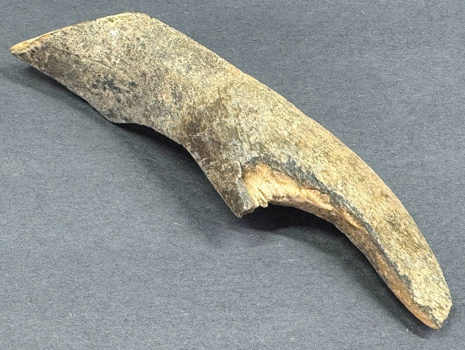 European Paleolithic Bone Tool.: IN HOUSE FLAT SHIPPING & HANDLING COST WITHIN ALL THE U.S. : 7 To bypass LiveShipping, and use our In-House shipping service for 7 or shipping combined for multiple lots, please select “Arrange Your