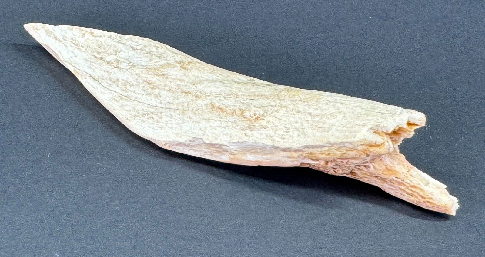 European Neolithic Bone Point.: IN HOUSE FLAT SHIPPING & HANDLING COST WITHIN ALL THE U.S. : 7 To bypass LiveShipping, and use our In-House shipping service for 7 or shipping combined for multiple lots, please select “Arrange Your
