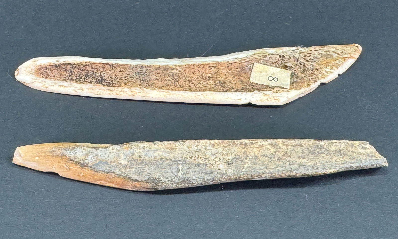 Two European Paleolithic Bone Points. - 2
