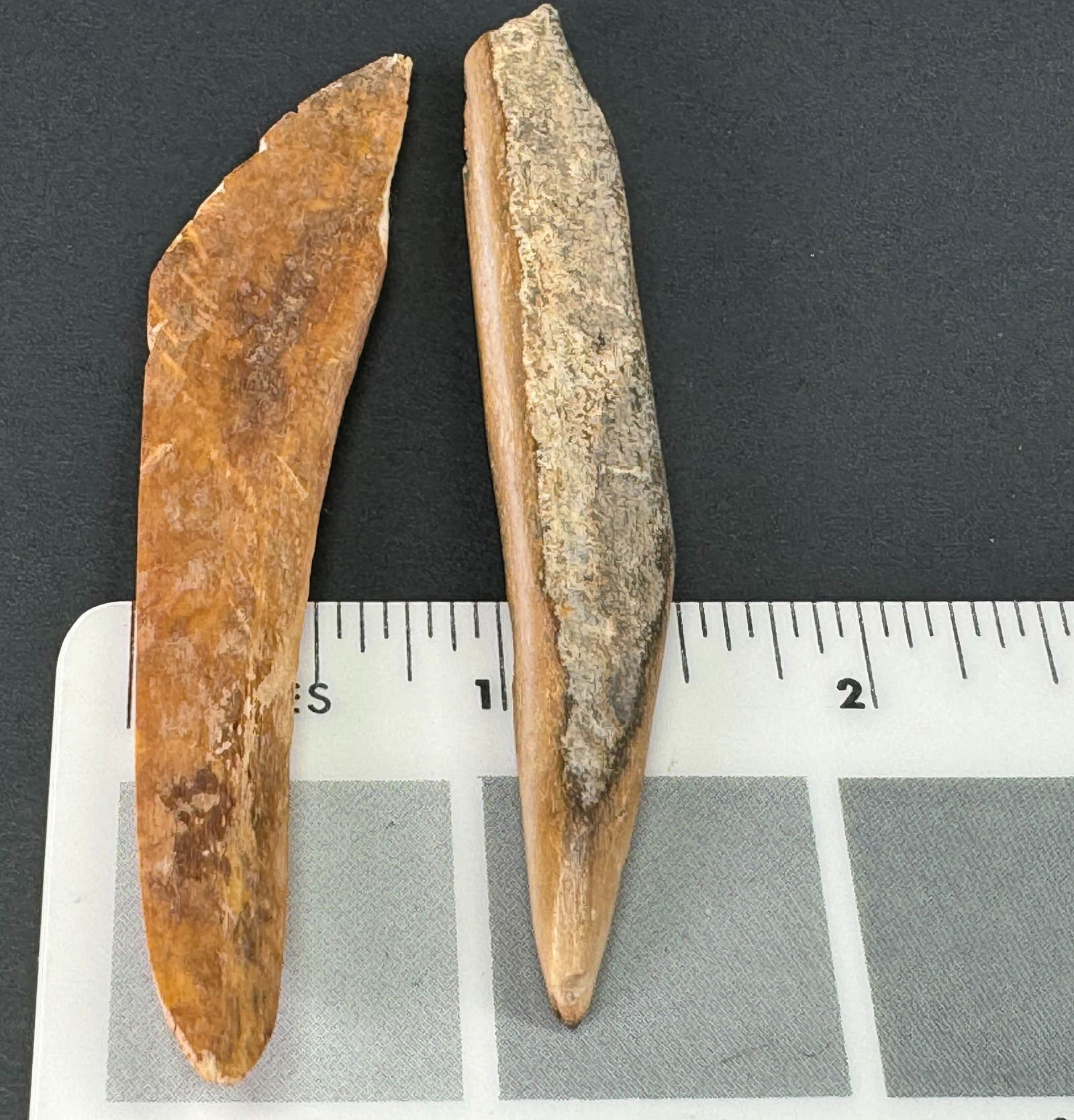 Two European Paleolithic Bone Points. - 6