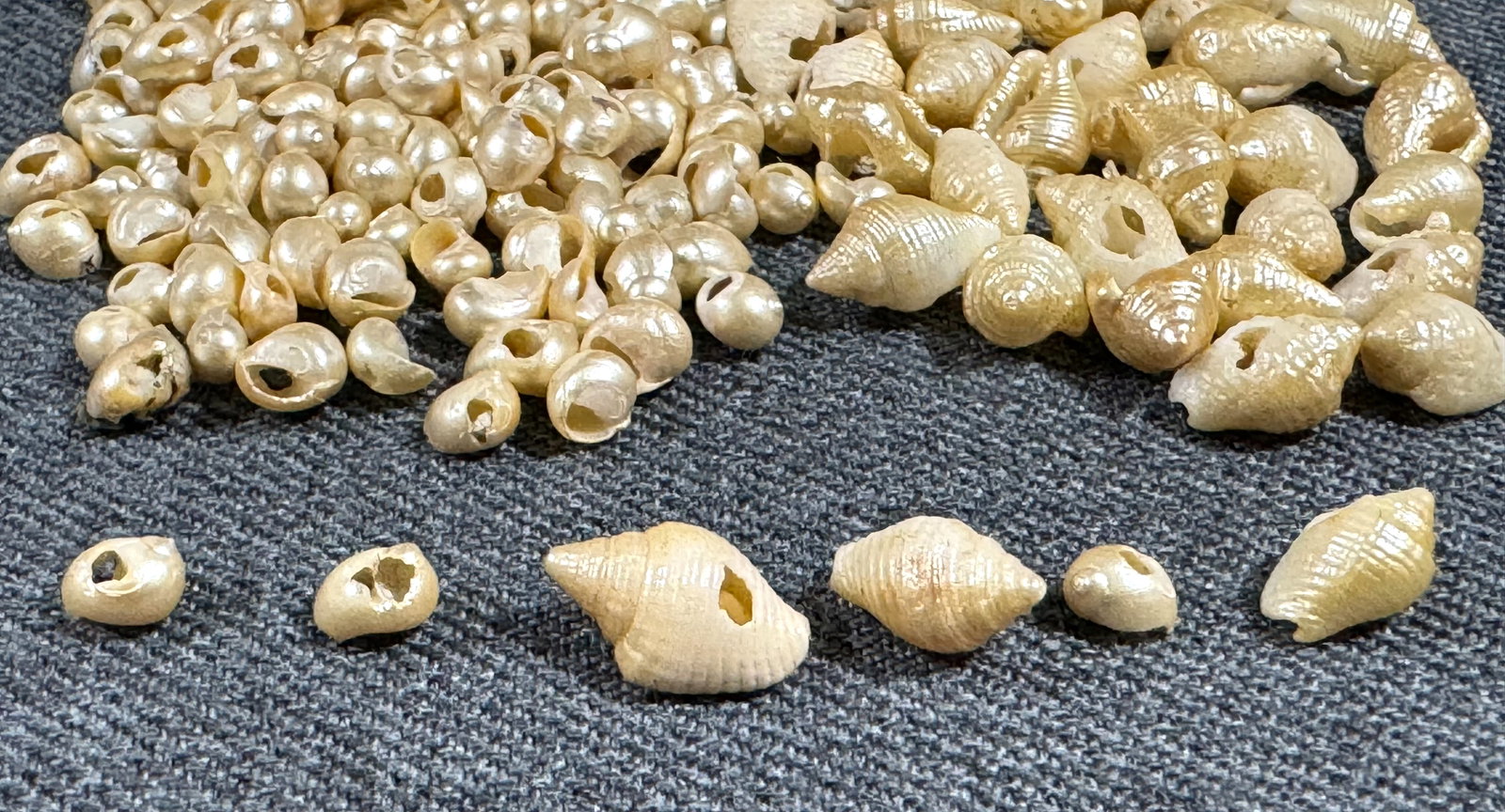 Vintage miniature painted shell loose beads for jewelry crafts making: IN HOUSE FLAT SHIPPING & HANDLING COST WITHIN ALL THE U.S. : 7 To bypass LiveShipping, and use our In-House shipping service for 7 or shipping combined for multiple lots, please select “Arrange Your