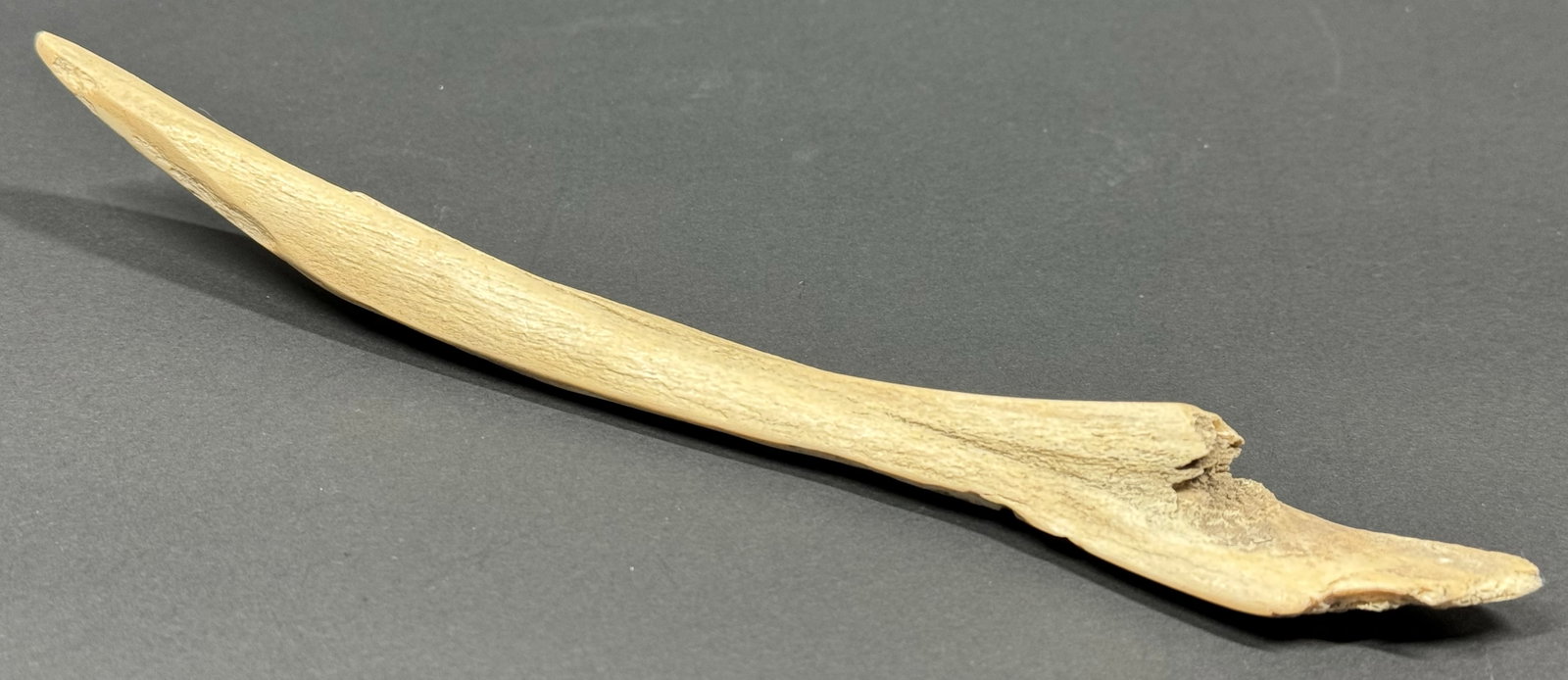 South American Patagonia or Tierra del Fuego Argentina Bone Point.: IN HOUSE FLAT SHIPPING & HANDLING COST WITHIN ALL THE U.S. : $7 To bypass LiveShipping, and use our In-House shipping service for $7 or shipping combined for multiple lots, please select “Arrang