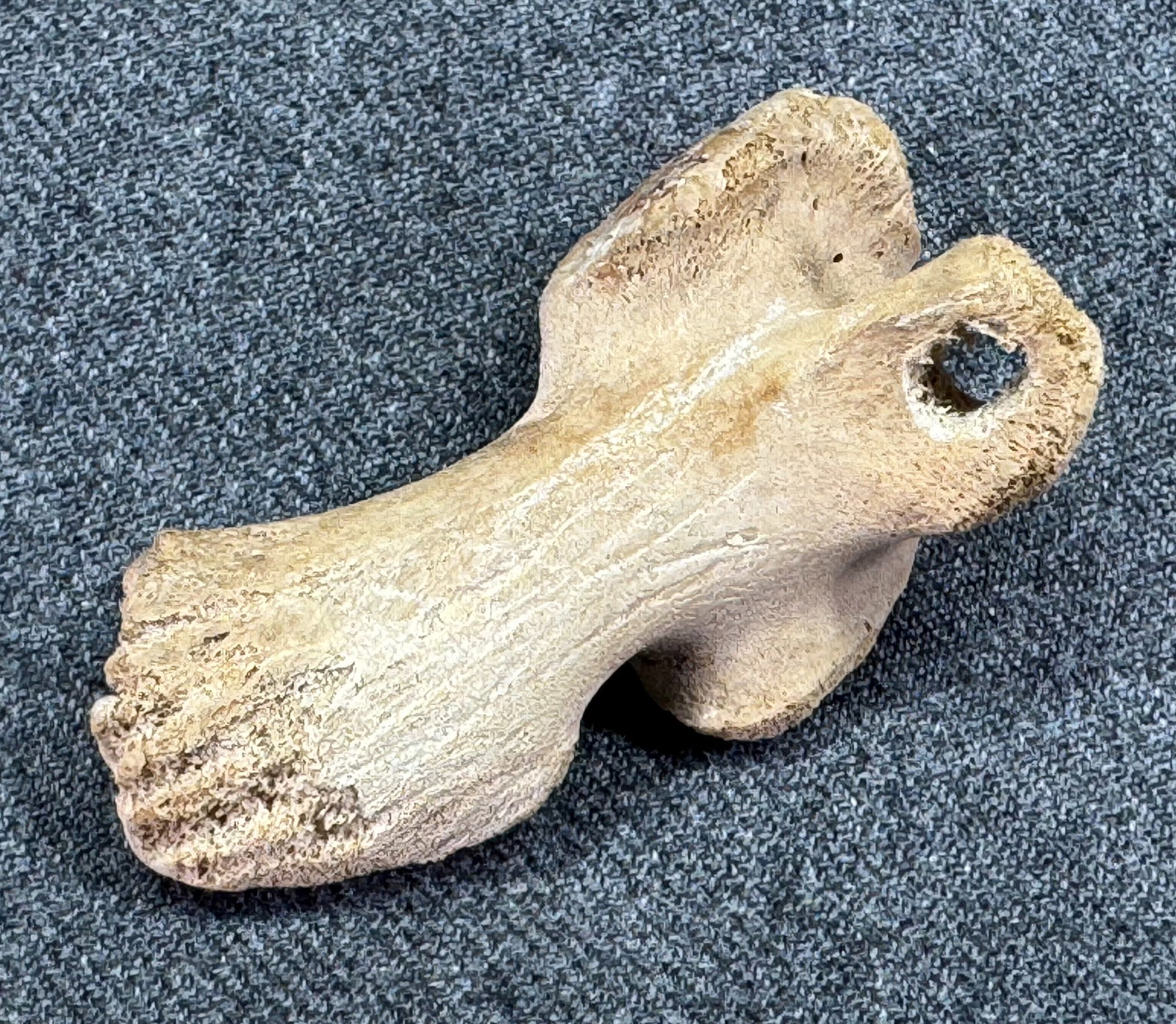 Patagonia Argentina Neolithic Bone Pendant. Several longitudinal marks.: IN HOUSE FLAT SHIPPING & HANDLING COST WITHIN ALL THE U.S. : $7 To bypass LiveShipping, and use our In-House shipping service for $7 or shipping combined for multiple lots, please select “Arrang