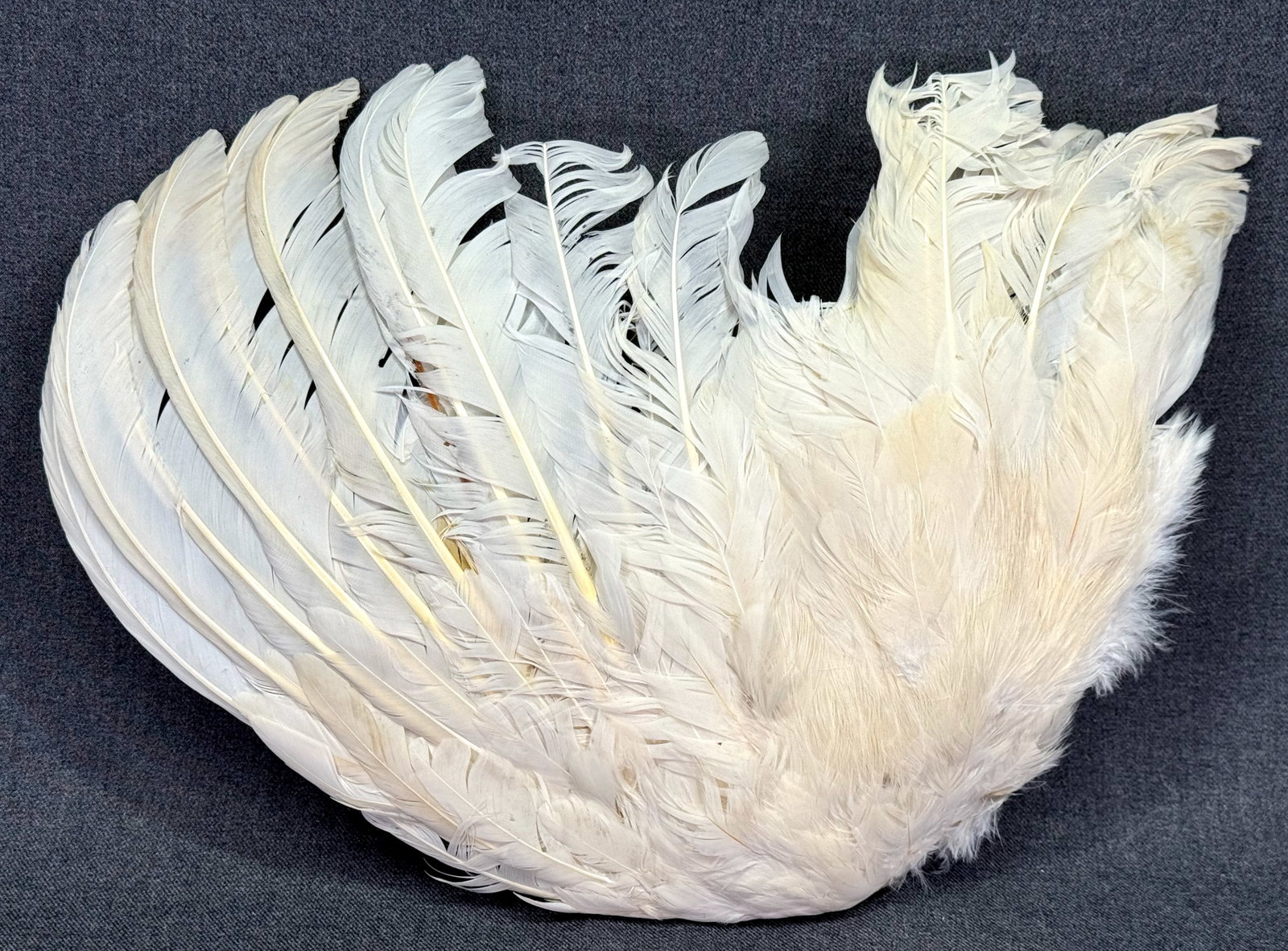 Antique White Feather Wing Mount Millinery Fan Applique 12-Inch. *j: Antique White Feather Wing Mount Millinery Fan Applique 12-Inch. For measures please refer to the pictures taken with a measuring tape. IN HOUSE FLAT SHIPPING & HANDLING COST WITHIN ALL THE U.S. : $ 1