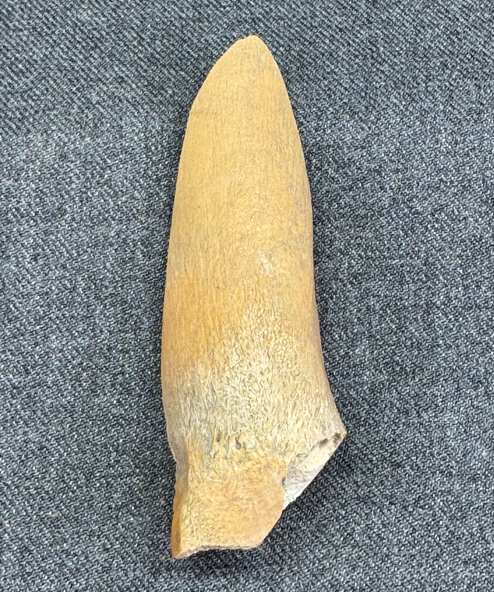 European Magdalenian Bone Point. Old paper label. #1182: European Magdalenian Bone Point. Old paper label. For measures please refer to the pictures taken with a measuring tape. IN HOUSE FLAT SHIPPING & HANDLING COST WITHIN ALL THE U.S. : $7 To bypass LiveS