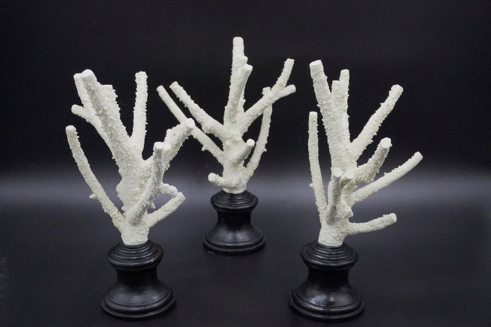 3 PC WHITE STAGHORN CORAL MOUNTED: 3 White Staghorn Coral mounted on Black Wood Pedestals. All Approximately 8"x8"x10.25". Weight 4 lbs 2 oz. PROVENANCE: The Terri Henning Collection, The Peoples Building Penthouse,18 Broad Street, Cha