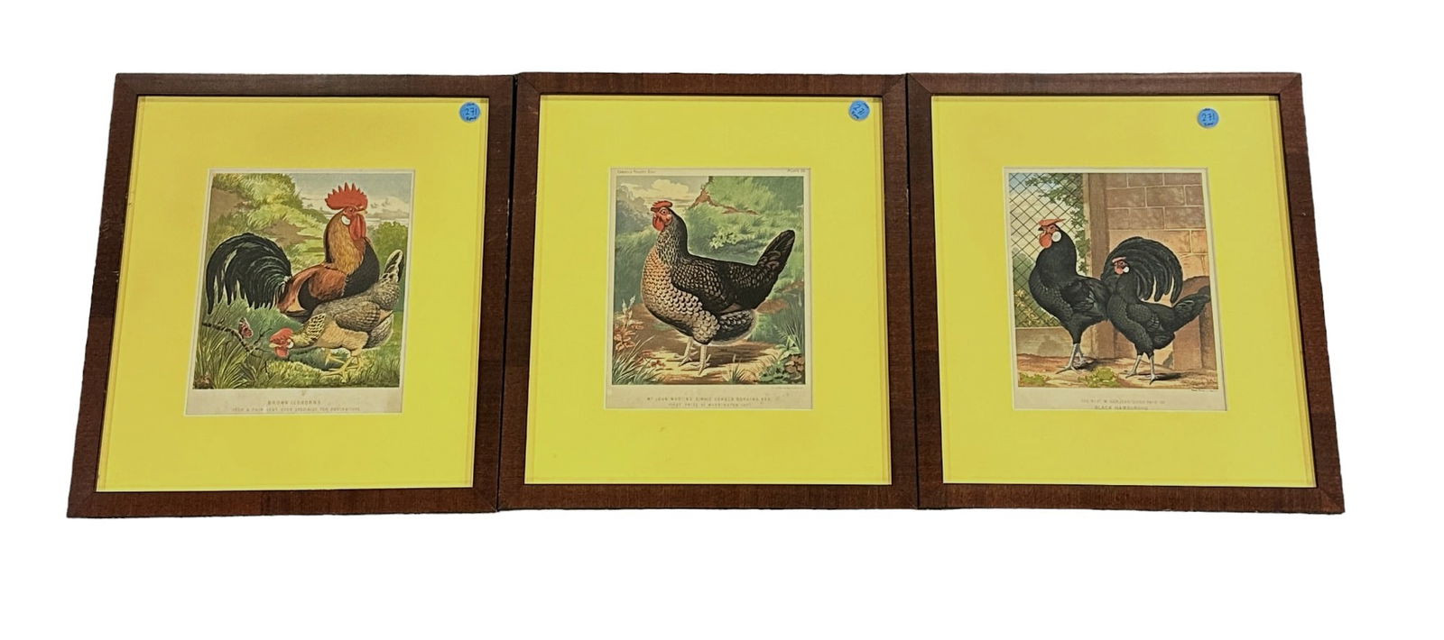LATE 19TH CENTURY CASSELLS POULTRY BOOK FRAMED LITHOGRAPHS (1 of 5)
