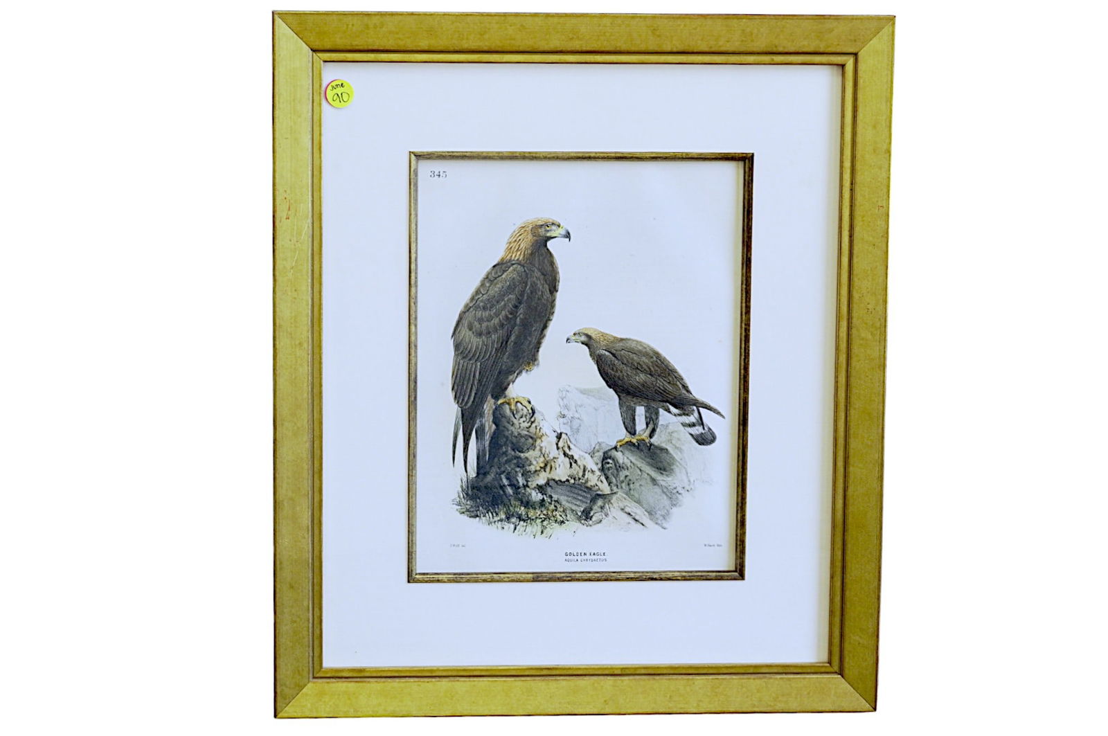 ANTIQUE HAND COLORED LITHOGRAPH OF GOLDEN EAGLES (1 of 3)