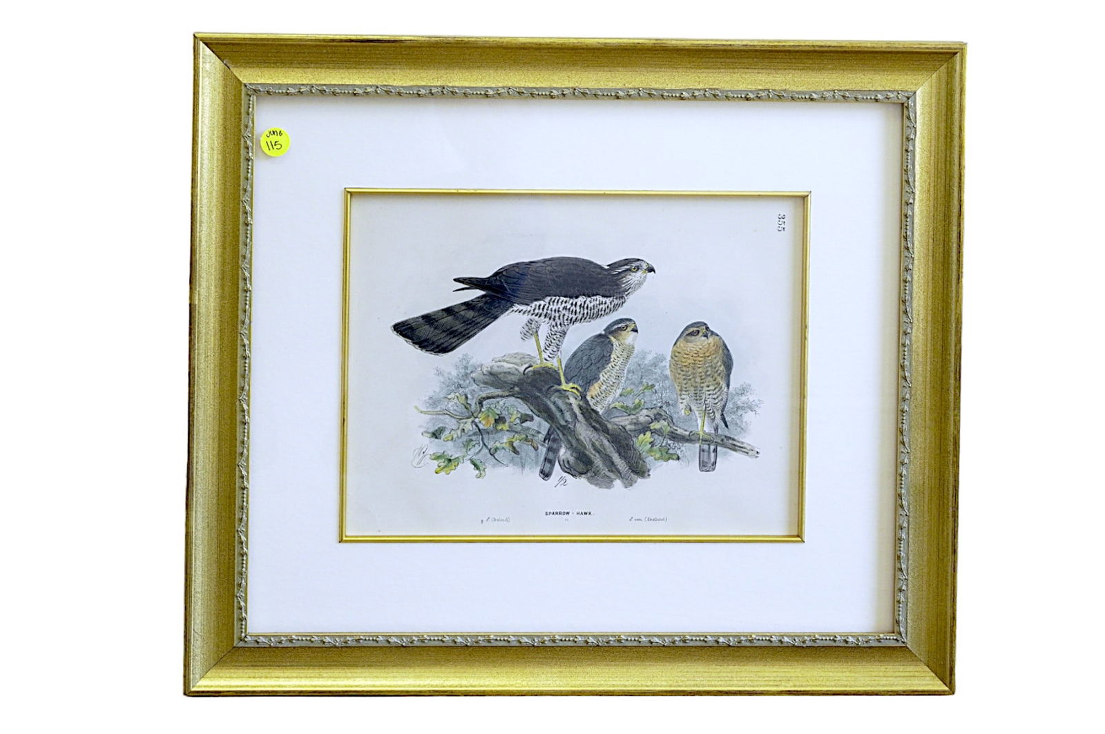 ANTIQUE HAND COLORED LITHOGRAPH OF SPARROW HAWKS (1 of 4)