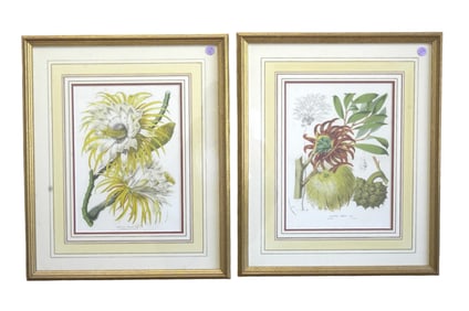 PAIR FRAMED ANTIQUE BOTANICAL OFFSET LITHOS