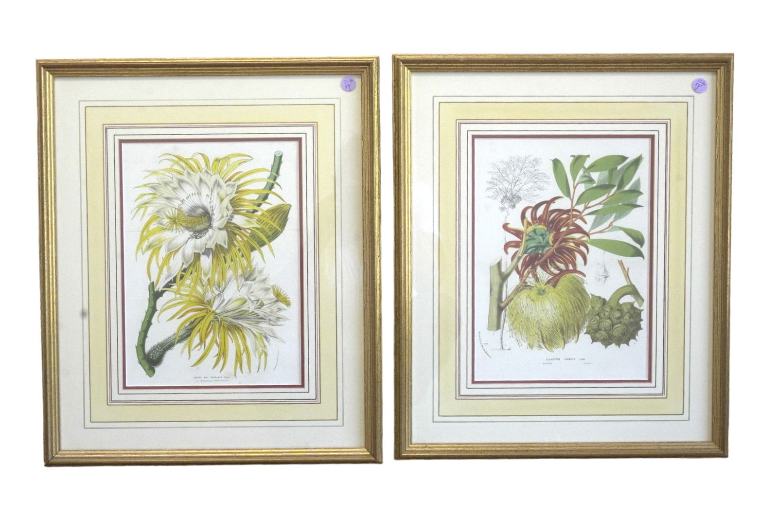 PAIR FRAMED ANTIQUE BOTANICAL OFFSET LITHOS (1 of 4)