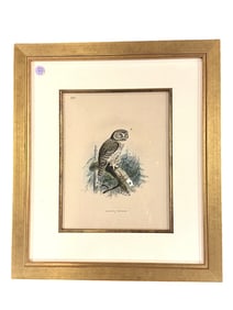 19TH C HAND COLORED LITHOGRAPH PYGMY OWL