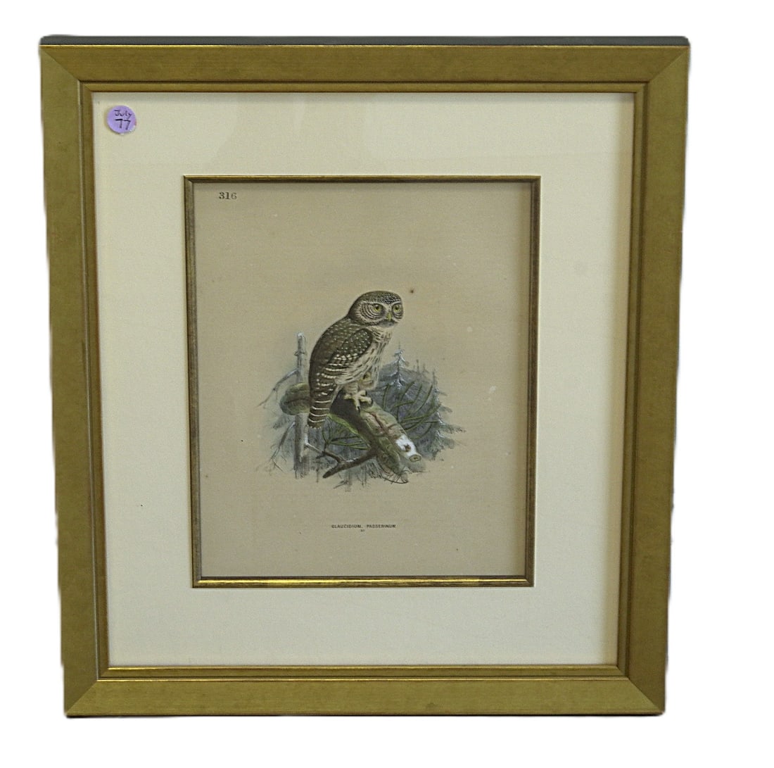 19TH C HAND COLORED LITHOGRAPH PYGMY OWL (1 of 2)