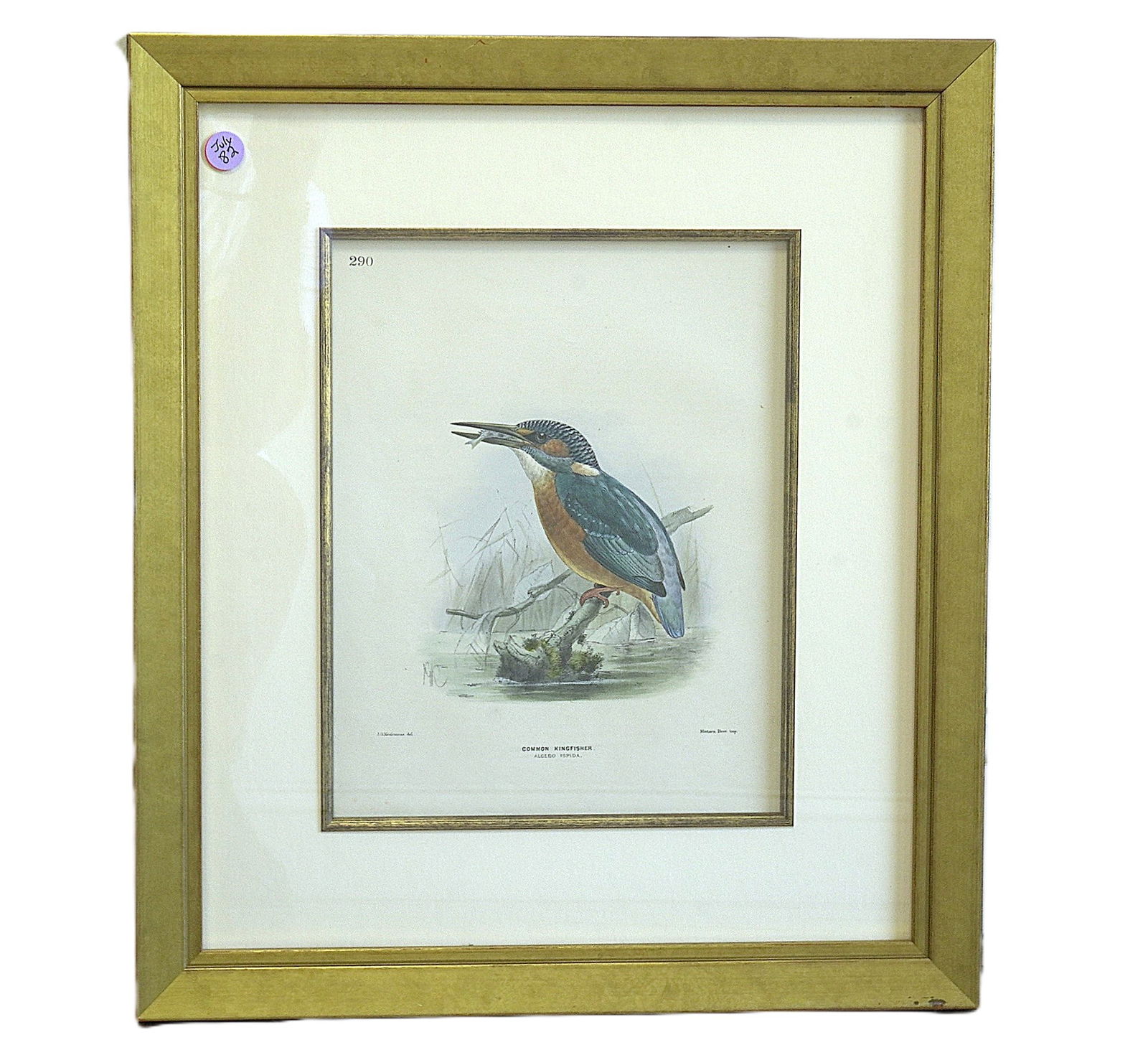 19TH C HAND COLORED LITHOGRAPH KINGFISHER (1 of 2)