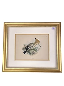 19TH C HAND COLORED LITHOGRAPH HOOPOE