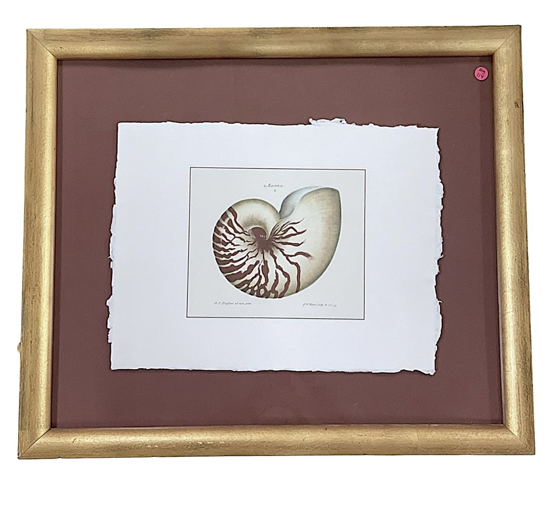 ANTIQUE KNORR HAND-COLORED ENGRAVING NAUTILUS (1 of 8)