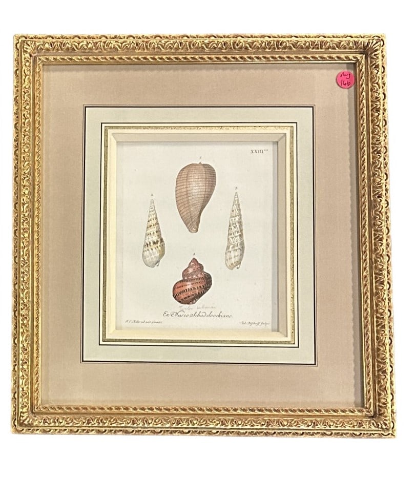 ANTIQUE 1764 GEORGE WOLFGANG KNORR SHELLS (1 of 3)