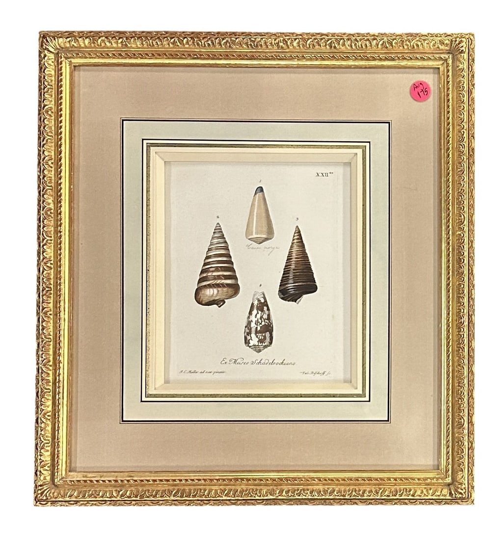 ANTIQUE 1764 GEORGE WOLFGANG KNORR SHELLS (1 of 3)