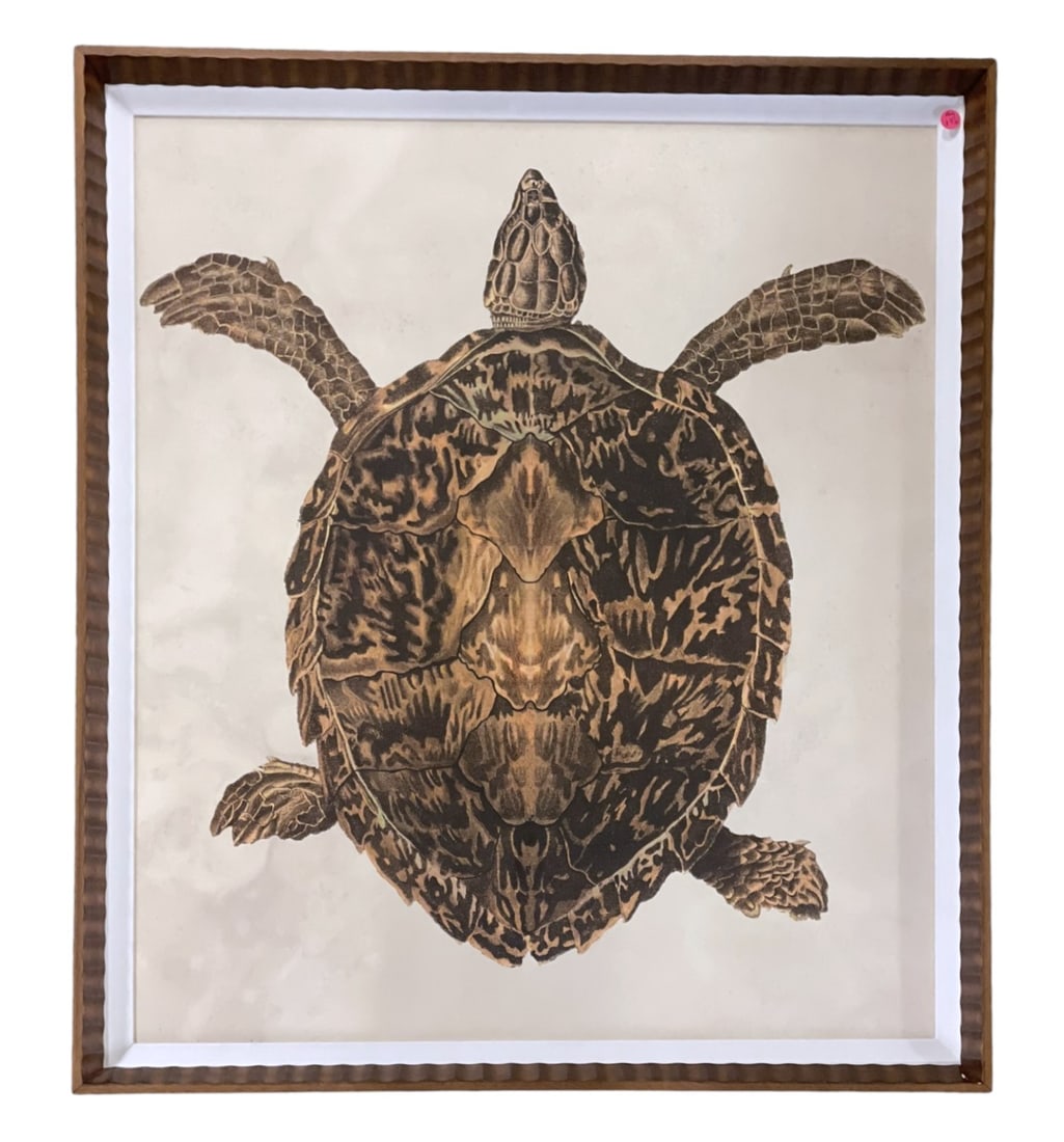 LARGE FRAMED HAWKSBILL SEA TURTLE PRINT (1 of 5)