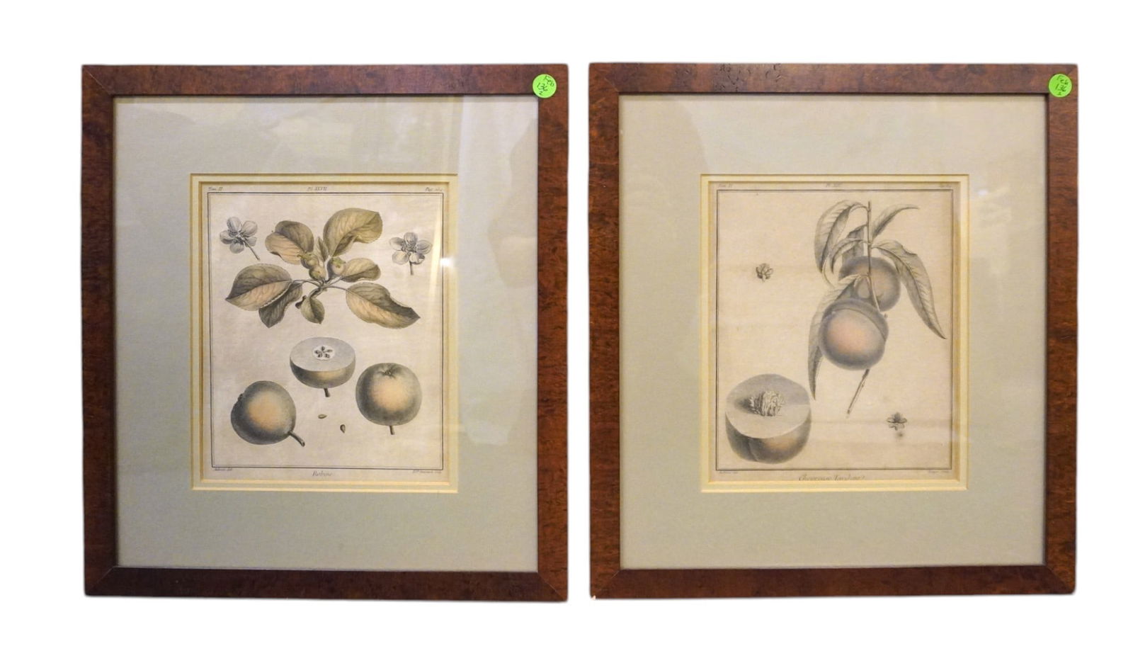 PAIR ANTIQUE BOTANICAL ILLUSTRATIONS COPPER ENGRAVINGS (1 of 3)