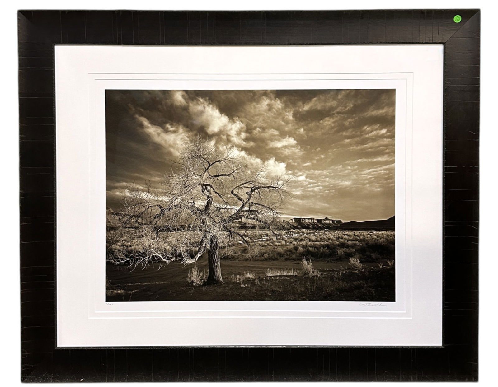 BEN HAM LARGE PHOTOGRAPH COTTONWOOD (1 of 6)