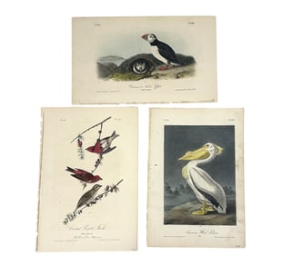 3 AUDUBON ROYAL OCTAVIO 1840-44 PELICAN - PUFFINS - FINCHES