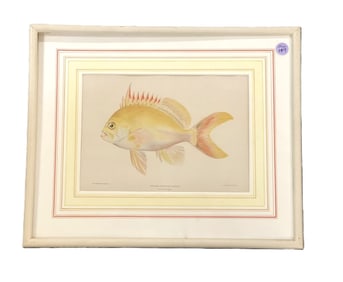ANTHIAS FUSCIPPINIS CHROMOLITHOGRAPH BIEN