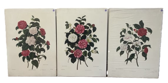 3 CAMELLIA COLOR LITHOS AFTER CLARA MARIE POPE