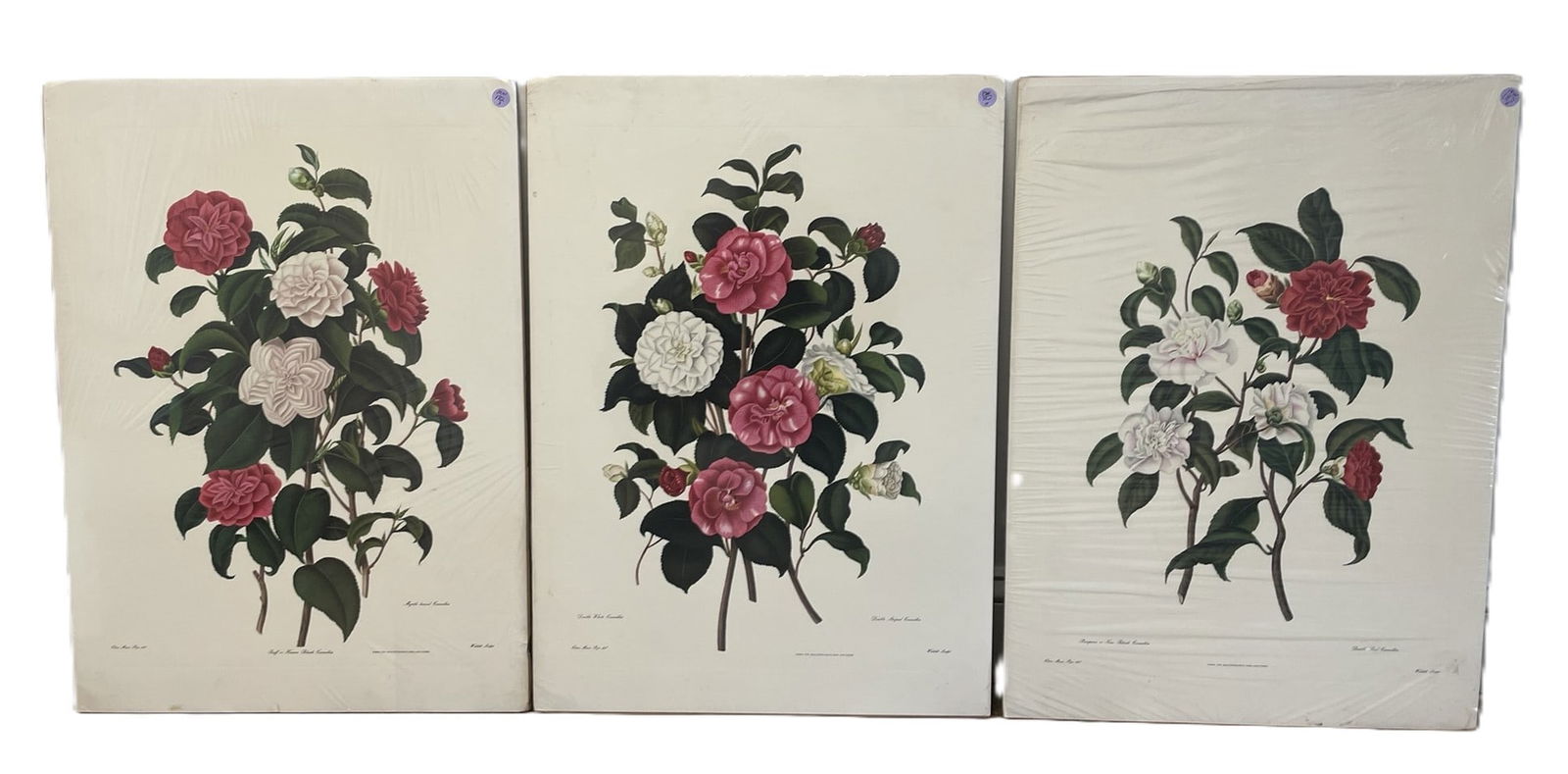3 CAMELLIA COLOR LITHOS AFTER CLARA MARIE POPE: 3 Color Lithos after Clara Maria Pope "Monograph on the Genus Camellia". Each 19.5"x27". Weight 2 lbs 3 oz