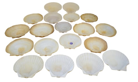 16 PC LARGE SCALLOP SHELLS FOR SEAFOOD