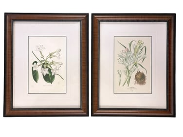 PAIR 19th c BOTANICAL ENGRAVINGS FRAMED