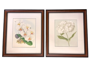 PAIR 19th c BOTANICAL ENGRAVINGS FRAMED
