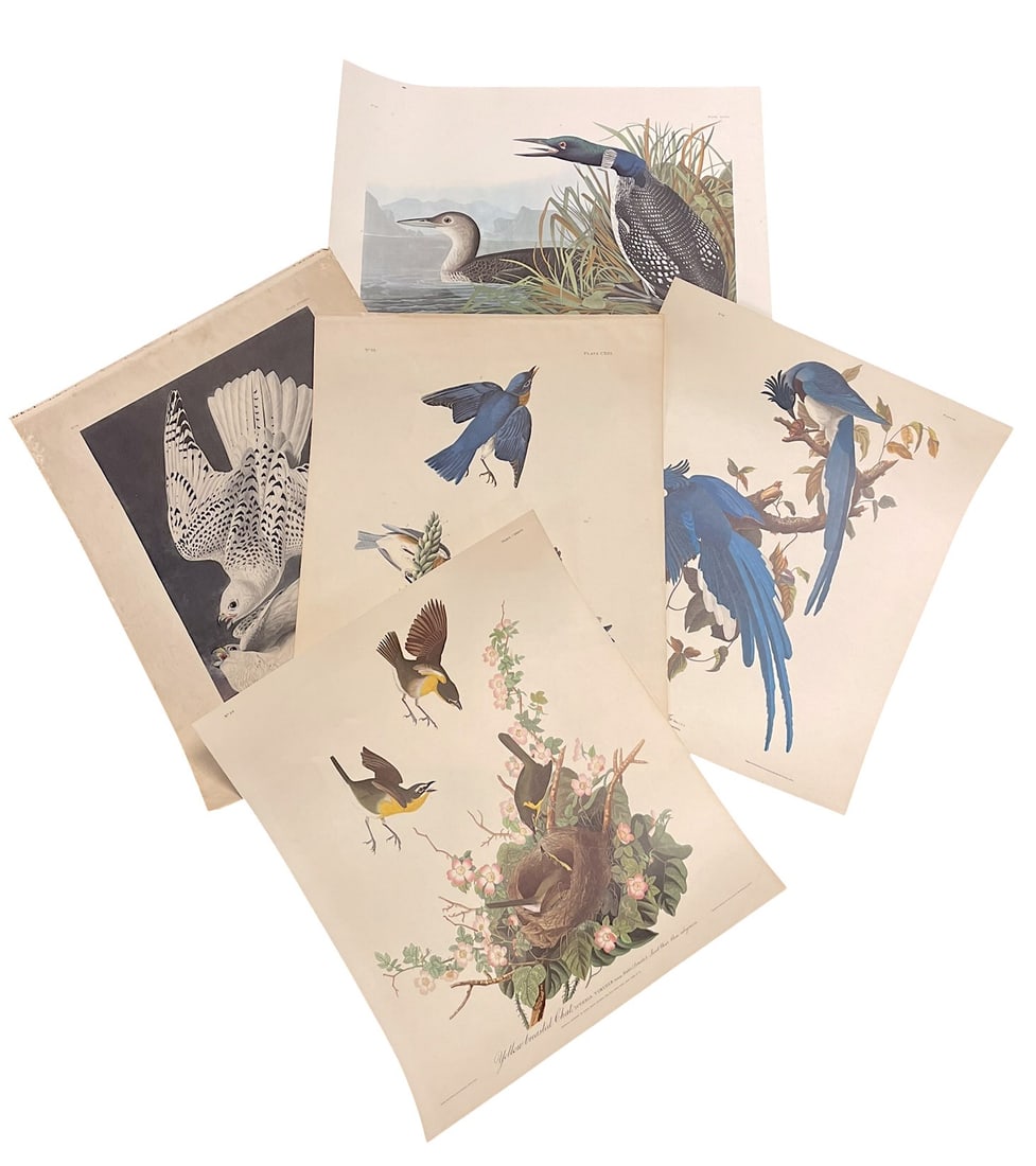 5 AUDUBON HAVELL BIRD PRINTS (1 of 6)